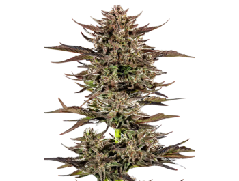 BARNEY'S FARM - FROSTED ZINN X 3 BEARS OG AUTO FEM