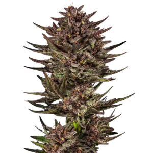 BARNEY'S FARM - FROSTED ZINN X COOKIE DOG AUTO FEM