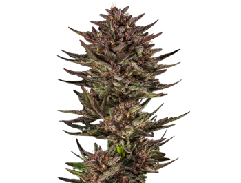 BARNEY'S FARM - FROSTED ZINN X COOKIE DOG AUTO FEM