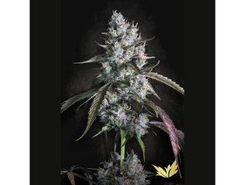 PARADISE SEEDS - RED VELVET AUTO FEM