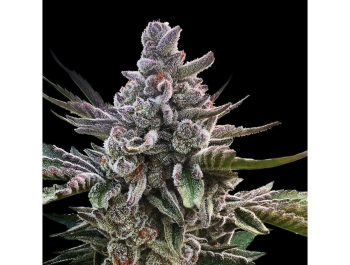 SILENT SEEDS - ACAI JELLY FEM