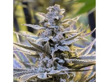 SILENT SEEDS - COOKIELATO FEM