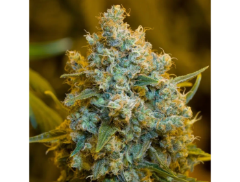 SILENT SEEDS - CRITICAL JACK FEM