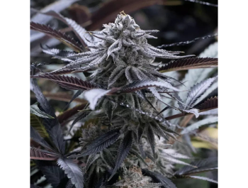 SILENT SEEDS - GRAPE JUICE FEM