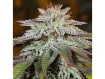 SILENT SEEDS - L.A. VANILLA CAKE AUTO FEM