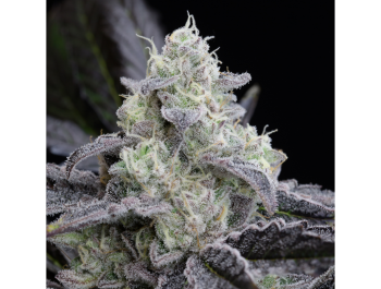 SILENT SEEDS - L.A. VANILLA CAKE FEM