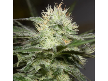 SILENT SEEDS - LEMON SORBET FEM