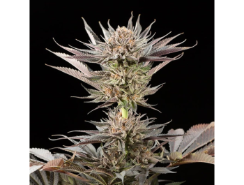 SILENT SEEDS - LEMON TREE 2.0 FEM