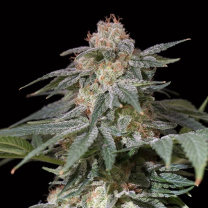SILENT SEEDS - LEMON TREE FAST FEM