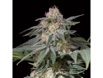 SILENT SEEDS - LEMON TREE FAST FEM