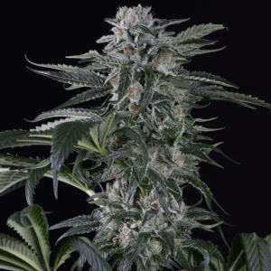 SILENT SEEDS - MOBY DICK AUTO FEM