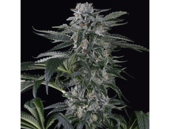 SILENT SEEDS - MOBY DICK AUTO FEM