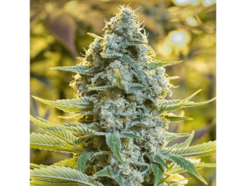 SILENT SEEDS - MOBY DICK FEM