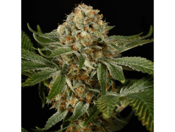 SILENT SEEDS - OG KUSH FEM