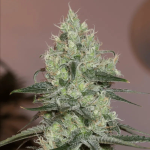 SILENT SEEDS - ORIGINAL AMNESIA FEM