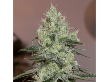 SILENT SEEDS - ORIGINAL AMNESIA FEM