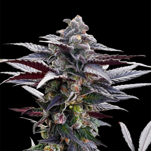 SILENT SEEDS - PINK SUNSET FEM