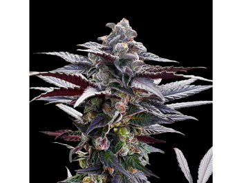 SILENT SEEDS - PINK SUNSET FEM