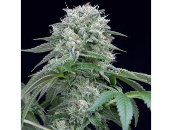 SILENT SEEDS - STARFIRE OG FEM