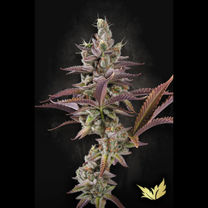 PARADISE SEEDS - APRICOT CANDY FEM