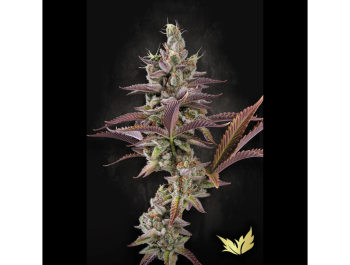 PARADISE SEEDS - APRICOT CANDY FEM