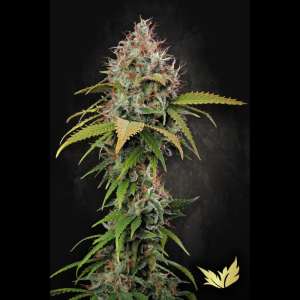 PARADISE SEEDS - ATOMICAL HAZE FEM