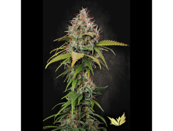 PARADISE SEEDS - ATOMICAL HAZE FEM