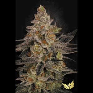 PARADISE SEEDS - CHOCOLATE WAFFLEZ FEM