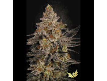 PARADISE SEEDS - CHOCOLATE WAFFLEZ FEM