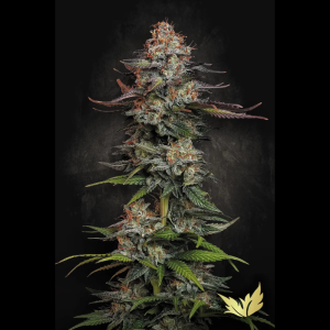 PARADISE SEEDS - DURGA MATA FEM