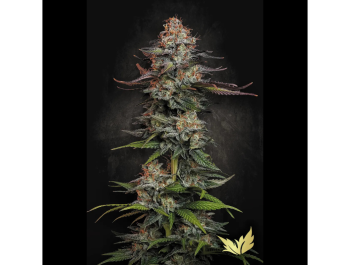 PARADISE SEEDS - DURGA MATA FEM