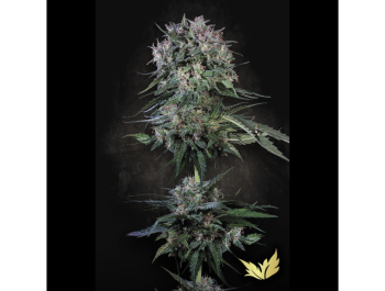 PARADISE SEEDS - DOPPLER FEM