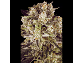 PARADISE SEEDS - DURGA MATA II CBD FEM
