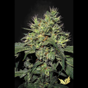 PARADISE SEEDS - DUTCH DRAGON FEM