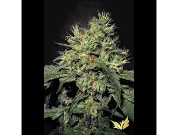 PARADISE SEEDS - DUTCH DRAGON FEM