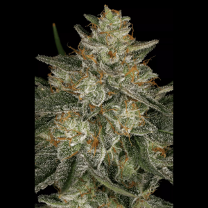 PARADISE SEEDS - DUTCH KUSH FEM