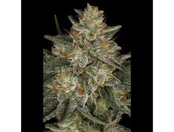 PARADISE SEEDS - DUTCH KUSH FEM