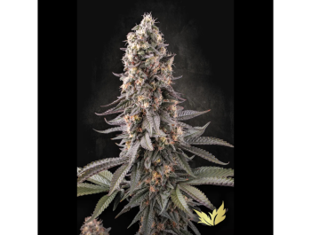 PARADISE SEEDS - EL DORADO OG FEM