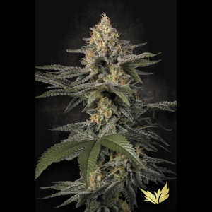 PARADISE SEEDS - GLOWSTARZ FEM