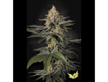 PARADISE SEEDS - GLOWSTARZ FEM