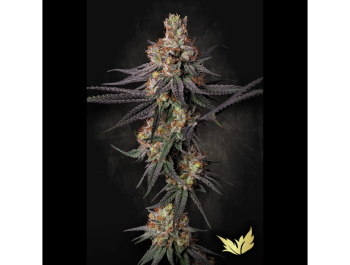 PARADISE SEEDS - GULUPA FEM