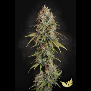 PARADISE SEEDS - HIGHWAY 66 FEM