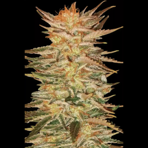 PARADISE SEEDS - ICE CREAM FEM