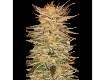 PARADISE SEEDS - ICE CREAM FEM