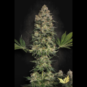 PARADISE SEEDS - JACKY WHITE FEM