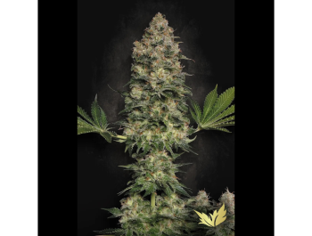 PARADISE SEEDS - JACKY WHITE FEM