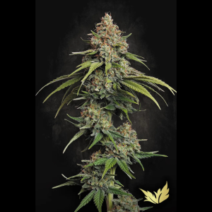 PARADISE SEEDS - L.A. AMNESIA FEM