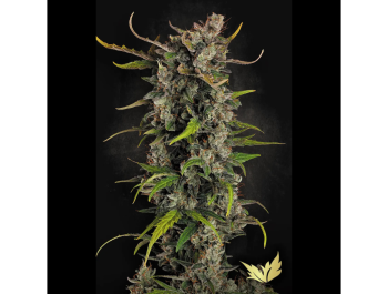 PARADISE SEEDS - LEMONADE AUTO FEM