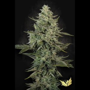 PARADISE SEEDS - MENDO CREME FEM