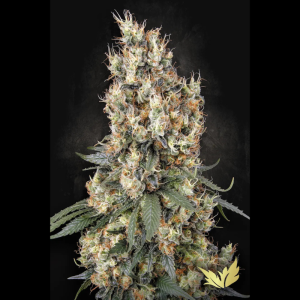 PARADISE SEEDS - MENDOCINO SKUNK FEM
